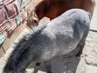 母马, Horses — 照片 2