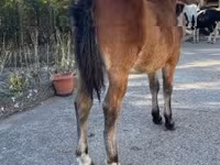 घोड़ा, Welsh Cob — फ़ोटो 2