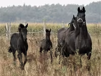 Айғыр, Dutch warmblood horse — 6-сурет