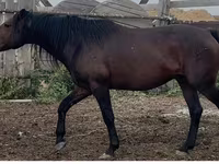 Cavalo, Kushum Horse — foto 2