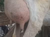 公山羊, Alpine goat — 照片 7