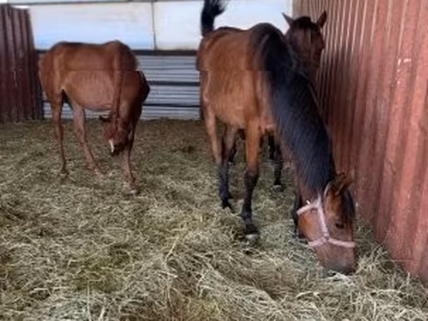 Бие, Hungarian horse breed — Венгрия