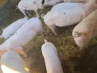 公猪, Pigs — 照片 2