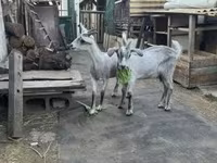 Bak, Nubian Goat — 1. fotó
