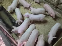 Pigs (batch, sex not specified), Крупная белая — photo 2