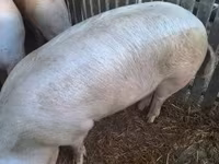 公猪, Pigs — 照片 4