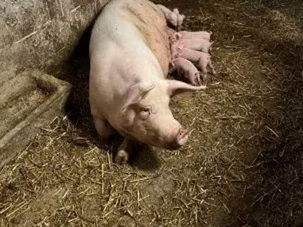 Sow, Крупная белая