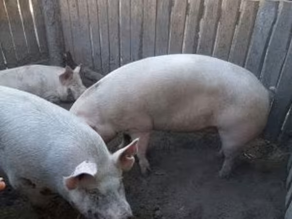 Sow,  — Hungary
