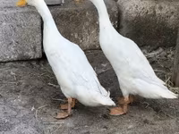 indiai futó — 4. fotó