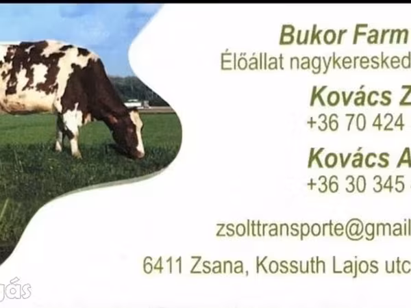 Bika, Holstein fajta
