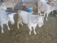 Kozioł, Saanen goat — zdjęcie 4