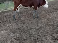Kuh, Simmental cattle — Foto 1