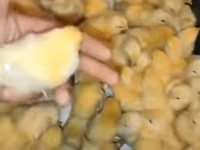 Chickens — Foto 1