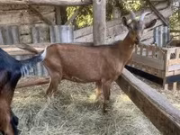 公山羊, Alpine goat — 照片 7