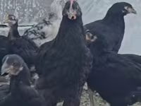 Chickens — 照片 8