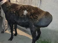 Қошқар, Ordabasy sheep — 3-сурет