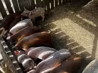 Sow, Pigs — photo 3