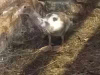 Ducks — Foto 6