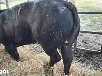 गाय, बेल्जियन नीली — फ़ोटो 2