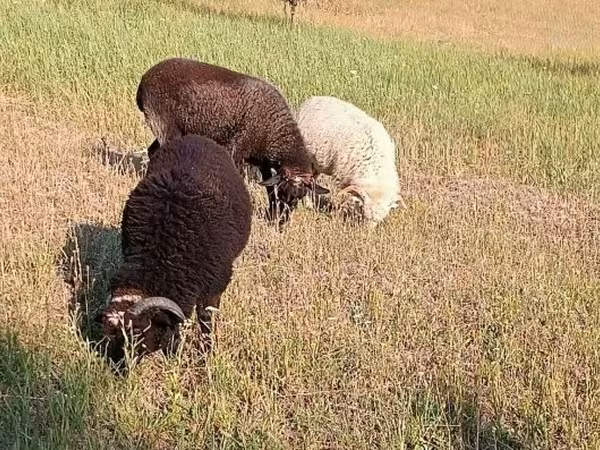 母羊, Sheep