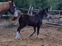Caballo, Caballos — foto 4