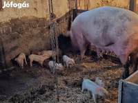Süldőanya, Sertések — 1. fotó