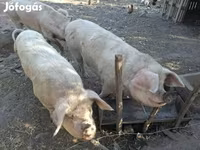 सूअर (लॉट, लिंग निर्दिष्ट नहीं), सूअर — फ़ोटो 2