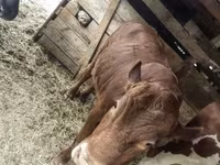 Bika, Limousin tehén — 3. fotó