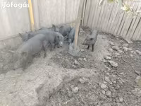 Süldőanya, Вьетнамская вислобрюхая — 2. fotó