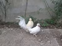 Japanisches Bantam — Foto 1