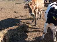 Kuh, Simmental cattle — Foto 3