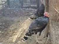 Turkeys — 照片 3