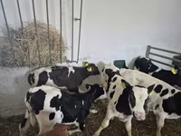 公牛, Russian Black pied cattle — 照片 4