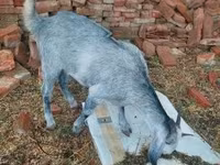 母山羊, Nubian Goat — 照片 3