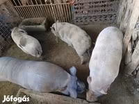 Boar, Вьетнамская вислобрюхая — photo 2