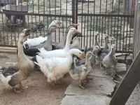 Geese — zdjęcie 1
