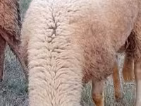 Kos, Lacaune sheep — 2. fotó