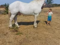 حصان, Percheron — الصورة 2