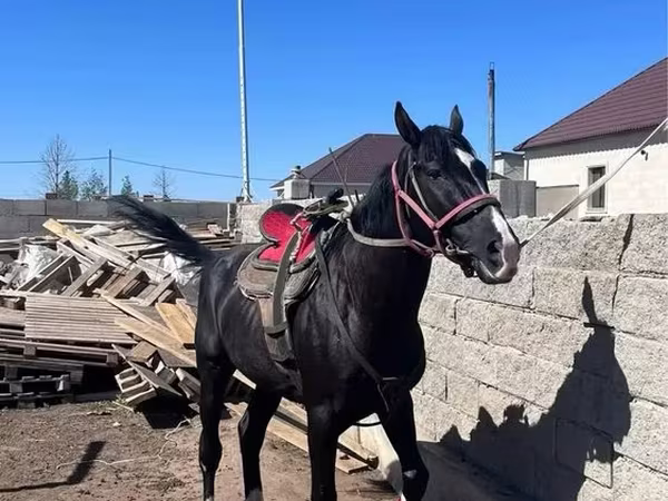 Hing, Kazakh horse