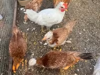 Chickens — الصورة 4