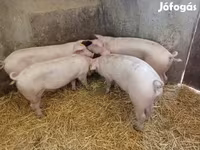 Süldőanya, Sertések — 2. fotó