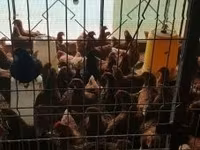 Chickens — zdjęcie 3