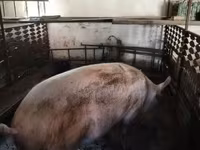 Säue, Schweine — Foto 2