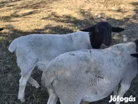 Kos, Dorper sheep — 1. fotó