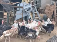 Turkeys — foto 7