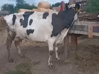 ثور, بقرة ليموزين — الصورة 4