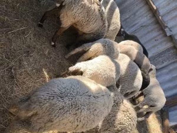 Sheep (batch, sex not specified), Sheep — Hungary