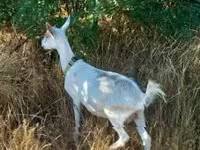 Dişi keçi, Saanen goat — foto 1