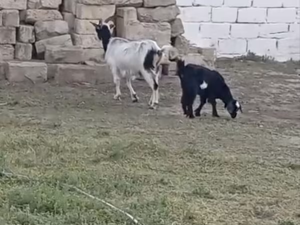 Koza, Kozy