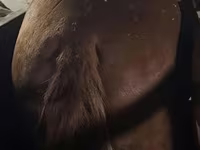 公马, Horses — 照片 4